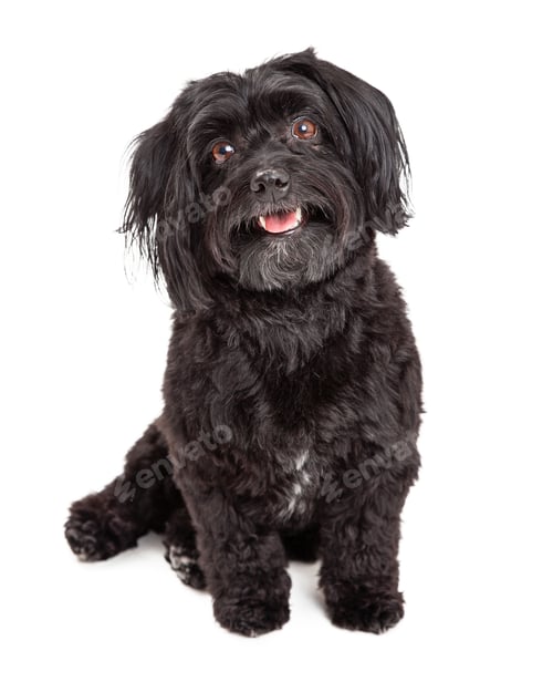 Preview: Smiling Havanese Dog Sitting With Mouth Open