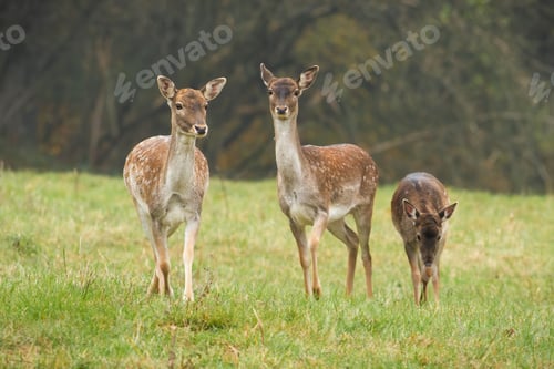Preview: Three fallow deer walking on grass in autumn nature
