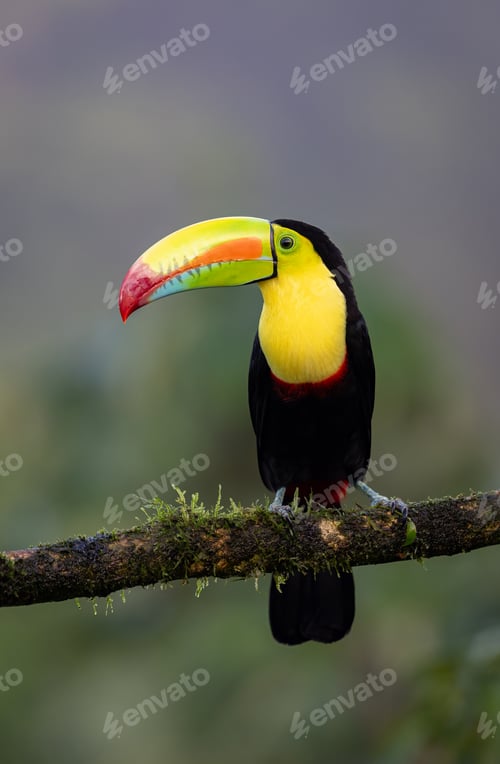 Preview: Keel-billed Toucan in Costa Rica
