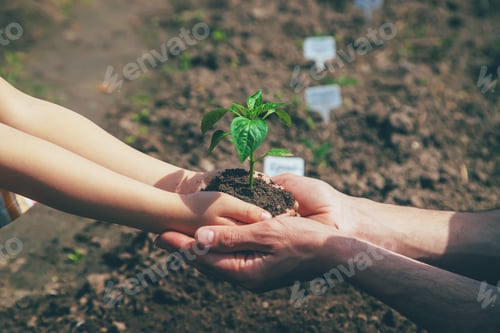 Preview: A child with seedlings in his hands in the garden. Selective focus.