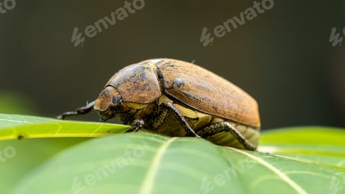 Preview: European chafer beetle on a green leaf closeup side macro photo,