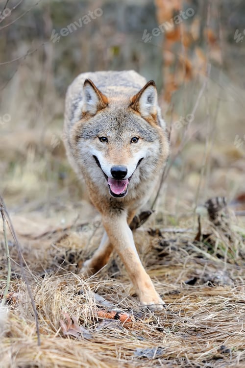 Preview: Wild wolf in forest