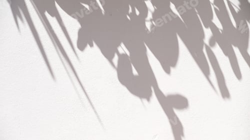 Preview: shadow of leaf tree on white wall - black and white gray background