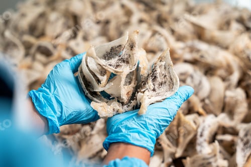 Preview: Raw edible bird's nest materials