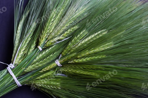 Preview: large fresh green wheat bunch