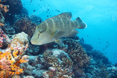 Preview: Napoleon wrasse swimming in coral