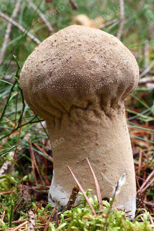 Preview: Elongate puffball - edible mushroom