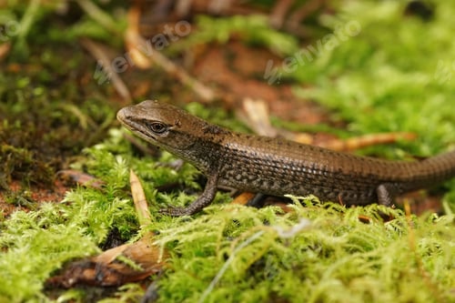 Preview: Closeup on a juvenile Northern Alligator Lizard, Elgaria coerulea sitting in moss