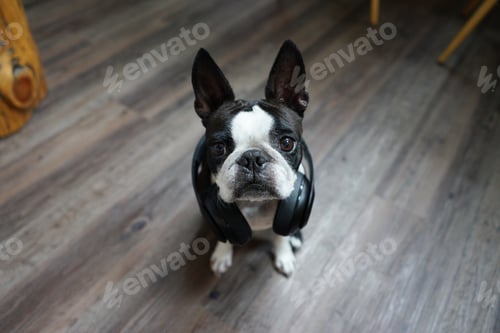Preview: Cute dog with headphones on