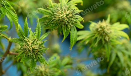 Preview: Blooming cannabis ready to be used for extraction into various products medical