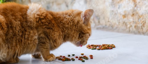 Preview: Colony of cats feeding. Wild cats living outdoors. A group of stray cats eating the dry cat food tha