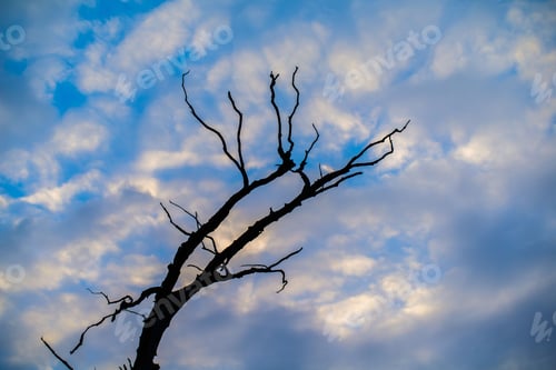 Preview: Scenic winter landscape featuring a cluster of barren trees silhouetted against a cloudy sky