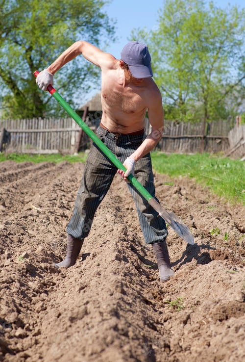 Preview: The Man Works In A Kitchen Garden In The Summer