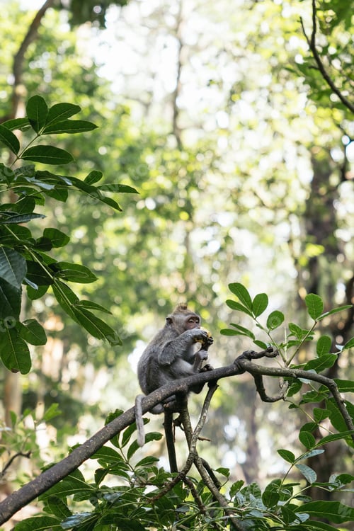 Preview: Monkey eating on a branch