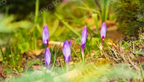 Preview: Purple crocus flower buds, first flowers of spring, coming out of ground