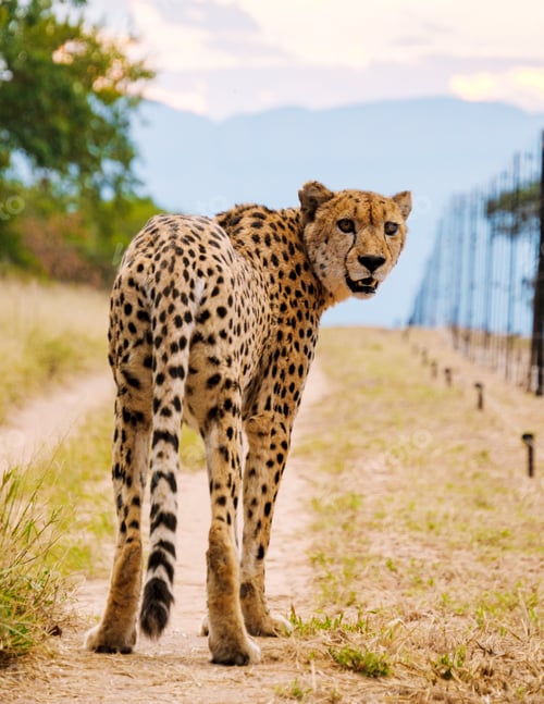 Vista previa: Cheetah wild animal in Kruger National Park South Africa, Cheetah on the Hunt during sunset.