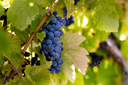 Preview: Blue grape cluster on vine closeup photo