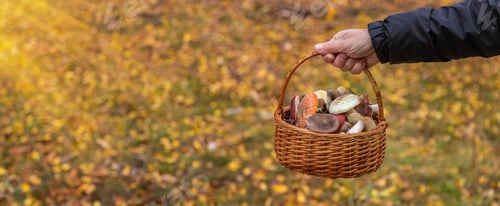 Preview: Basket with bad mushrooms in hands. Selective focus.