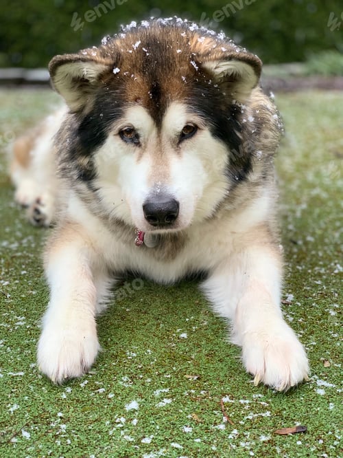Preview: Snowflakes falling onto Malamute dog sitting on grass.