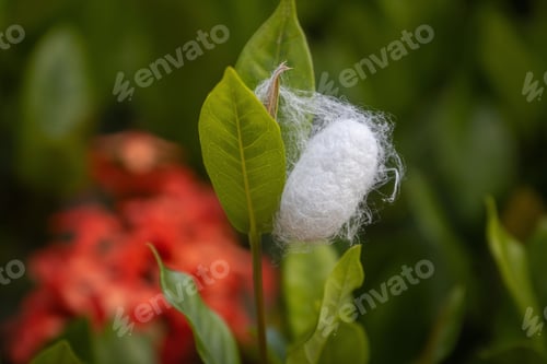 Preview: Close-up of a white silkworm cocoon on a green leaf with a blurred red flower background.