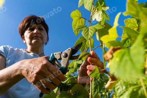 Preview: Mature female gardening with pruning shears under clear blue sky