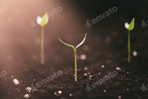 Preview: New young shoots sprout from the ground and reach for the light. The concept of ecology, new life