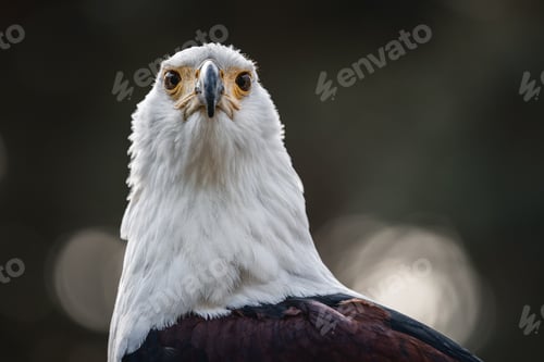 Preview: an eagle is shown with the sun shining through the trees