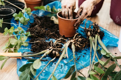 Preview: gardening / planting / green life
