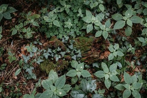 Preview: Green plants on a moss background