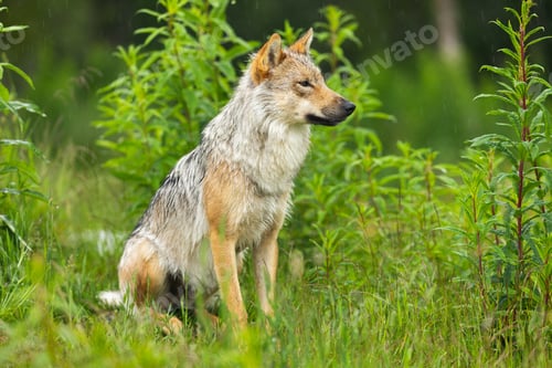 Preview: Wild wolf in lush green forest in the rain, Scandinavian wildlife in natural habitat