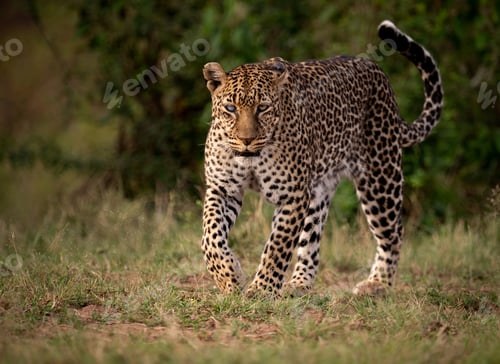 Preview: A Leopard in Africa