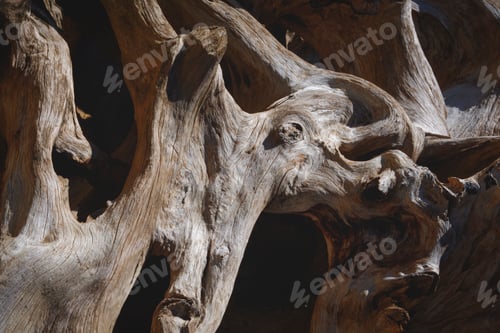 Preview: Background and texture of the old large dry stump with big tree roots