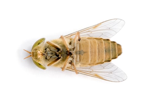 Preview: Horse-fly, Atylotus rusticus, against white background, studio shot