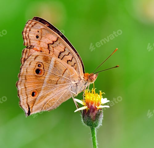 Preview: butterfly feeding on a flower