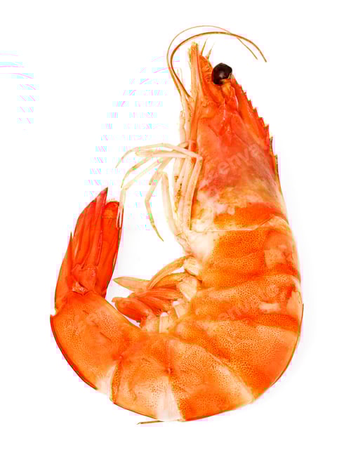 Preview: fresh shrimp isolated