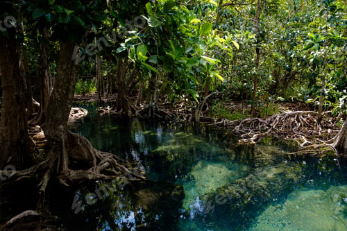 Preview: National Park in Krabi Province, Thailand with mangrove forests