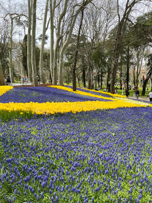 Preview: Spring yellow tulips and hyacinths in Gulhane Park, Istanbul.