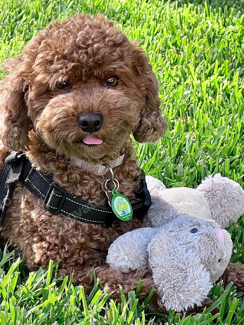 Preview: Close up portrait of a brown cavapoo with a rabbit stuffed toy