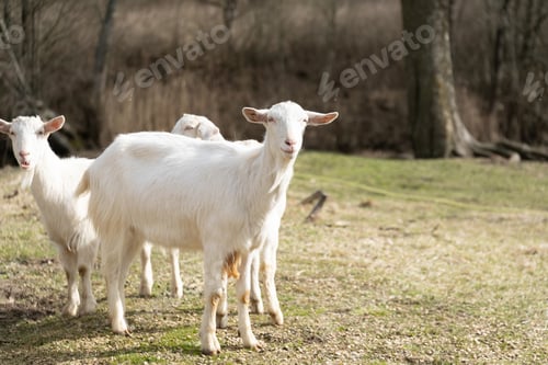 Preview: Group of White Goats Standing on Grass Covered Field