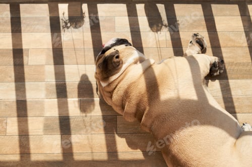 Preview: English bulldog sunbathing on the floor