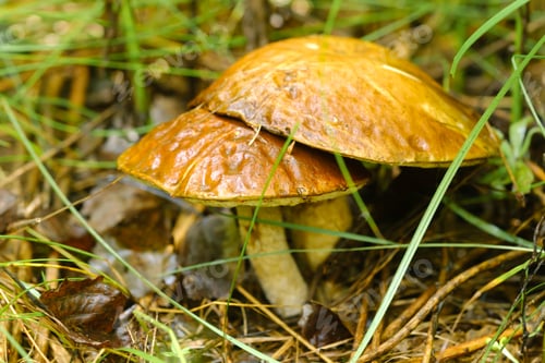 Preview: In the forest grow magnificent mushrooms podberezoviki. Forest mushrooms