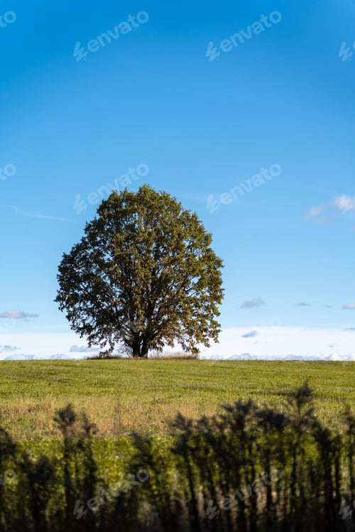 Preview: Solitary oak tree standing proudly in an open field under a vivid blue sky