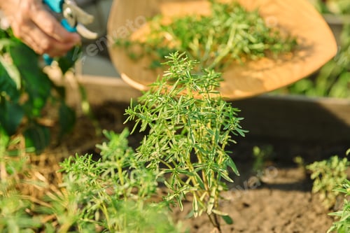 Preview: Close up of hands with garden shears cutting spicy savory herb crop