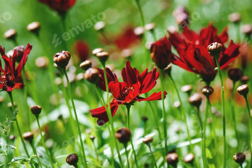 Preview: Red flowers on sunny green summer meadow, nature backgrounds, Coreopsis ,Tickseed in garden