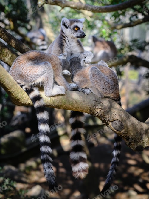 Preview: Lemur mother nurses its two young at once on the tree