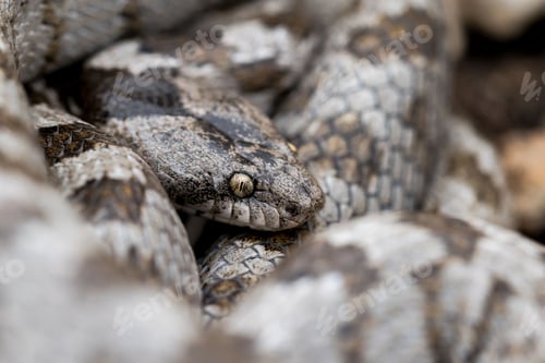 Preview: A detail shot of European Cat snake (Telescopus fallax) or Soosan Snake, on the island of Malta