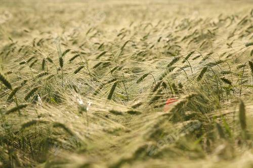 Preview: Wheat field and sunny day