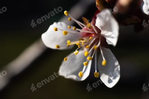 Preview: Closeup shot of a cherry blossom flower on a tree branch