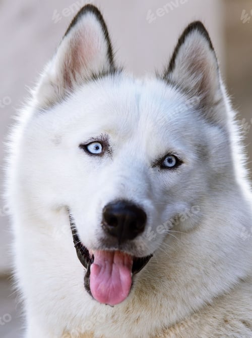 Preview: dog, siberian husky, pets, dogs, wilderness