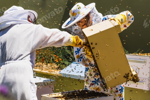 Preview: Two women beekeepers work with beehives